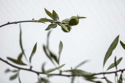 Gren med olivgröna frukter och smala blad mot en suddig bakgrund.