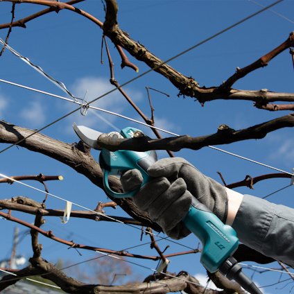 Hand som håller i en batteridriven sekatör och klipper grenar mot en klarblå himmel.