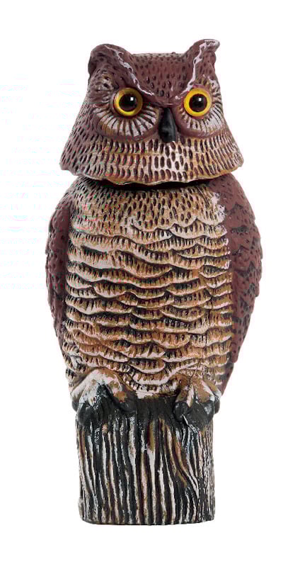 8196221.jpg