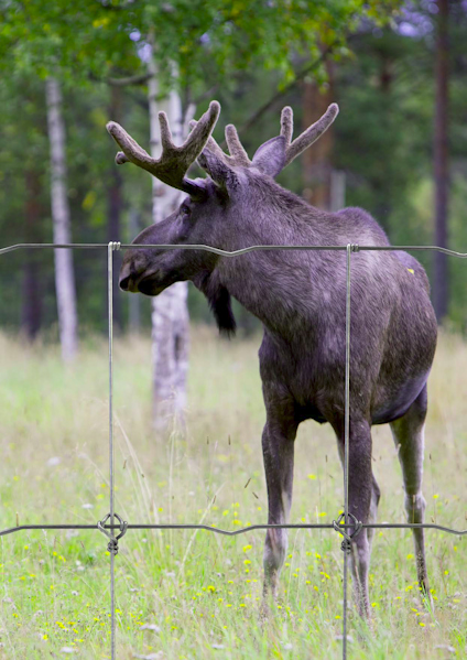 VILTSTÄNGSEL 210/12/15 50M