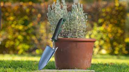 Kruka med växt, trädgårdsspade med grön handtag lutad mot krukan, gräs och suddig bakgrund.