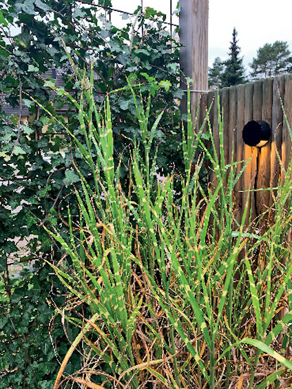 Höga grässtrån framför en trästaket med en tänd utomhuslampa och grön klätterväxt.