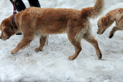 Två hundar går på snötäckt mark; den ena i koppel.