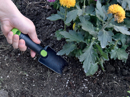 Hand håller en liten spade nära en blomma med gula blommor i jord.