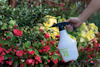 En hand håller i en vit sprayflaska märkt "24" framför röda och gröna växter.