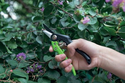 Hand som håller en grön sekatör och klipper grenar från en grön växt med lila blommor.