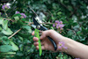 Hand klipper blommande gren med grön sekatör, omgivna av gröna blad.
