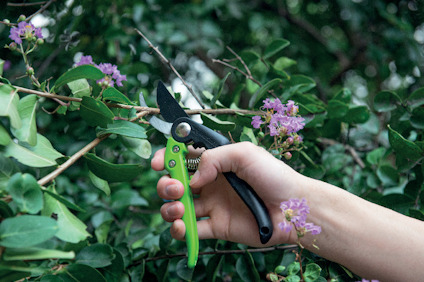 Hand klipper blommande gren med grön sekatör, omgivna av gröna blad.