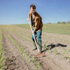 Person raking soil between rows of young plants in a field under a clear blue sky.