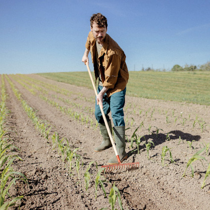 Person raking soil between rows of young plants in a field under a clear blue sky.